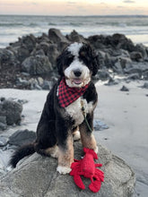 Load image into Gallery viewer, Crunch Lobster Toy
